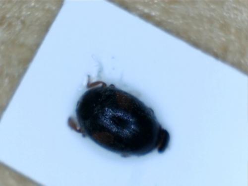 Scymnus schmidti